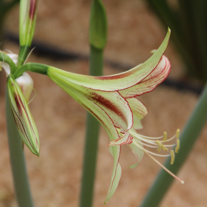 Hippeastrum 'Emerald'® Hippeastrum 'Emerald'®