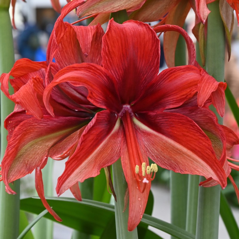 Hippeastrum 'Bogota'® Hippeastrum 'Bogota'®