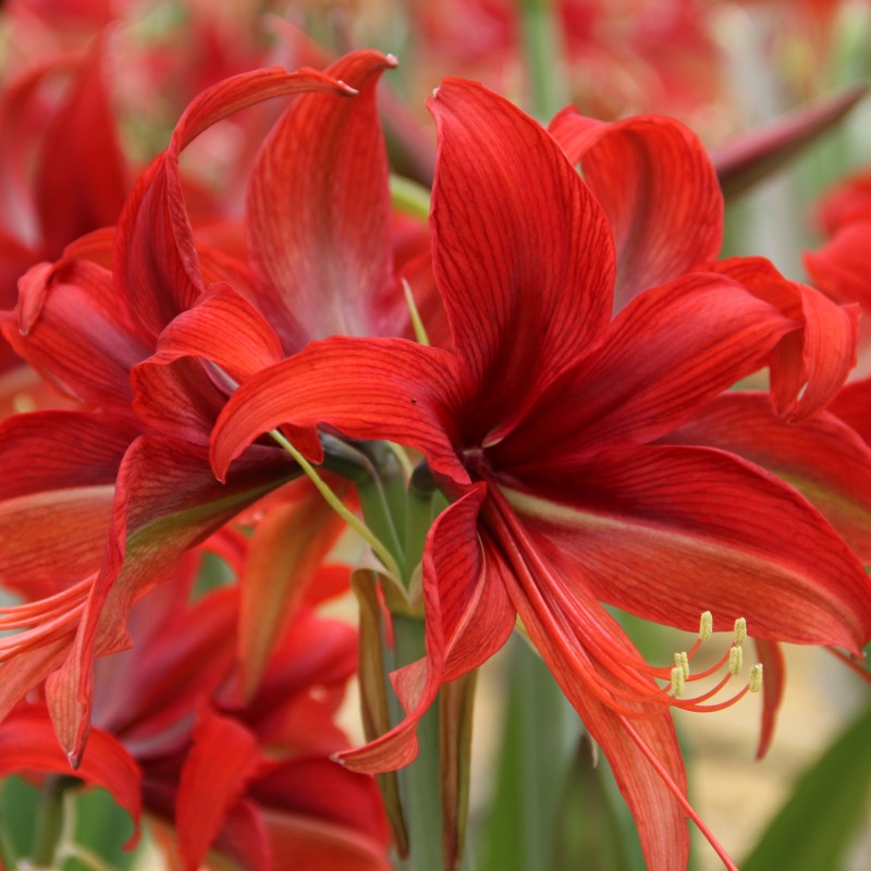 Hippeastrum 'Bogota'® Hippeastrum 'Bogota'®