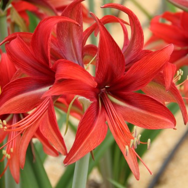 Hippeastrum 'Bogota'® Hippeastrum 'Bogota'®