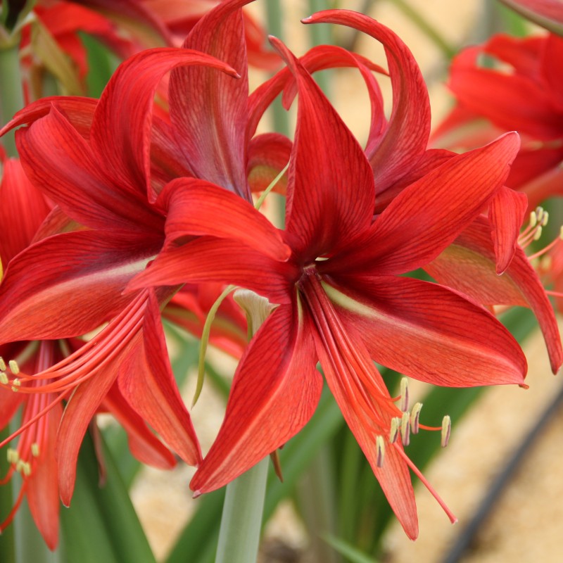 Hippeastrum 'Bogota'® Hippeastrum 'Bogota'®
