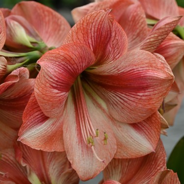 Hippeastrum 'Provence'®