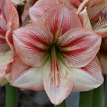 Hippeastrum 'Provence'® Hippeastrum 'Provence'®