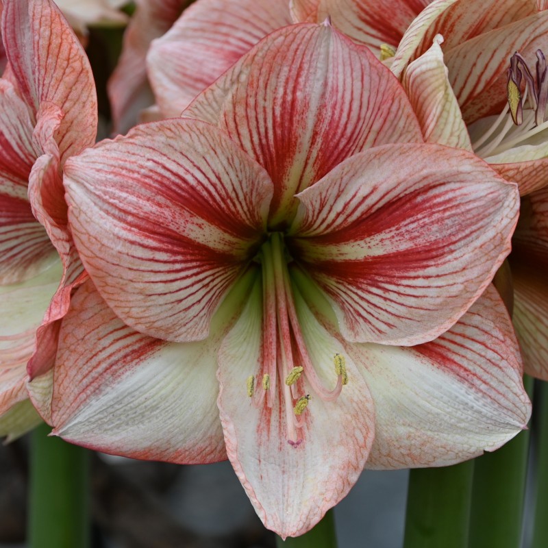 Hippeastrum 'Provence'® Hippeastrum 'Provence'®