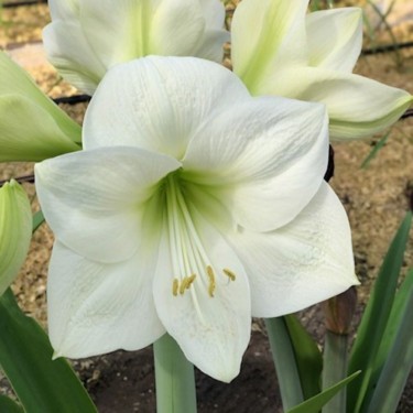 Hippeastrum 'Montana'®