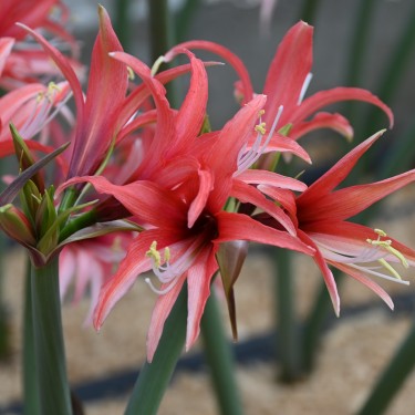 Hippeastrum 'Pink Cybister'®