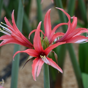 Hippeastrum 'Pink Cybister'® Hippeastrum 'Pink Cybister'®