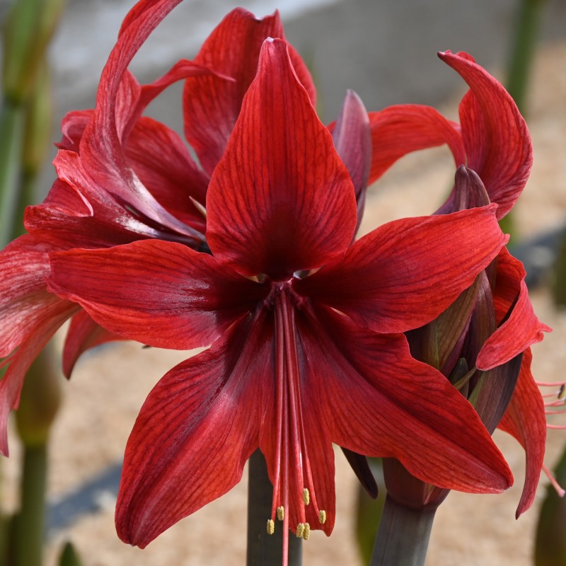 Hippeastrum 'Red Amazone' ® Hippeastrum 'Red Amazone' ®