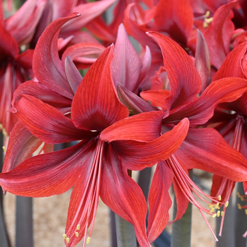 Hippeastrum 'Red Amazone' ® Hippeastrum 'Red Amazone' ®