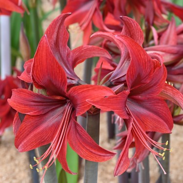 Hippeastrum 'Red Amazone' ® Hippeastrum 'Red Amazone' ®