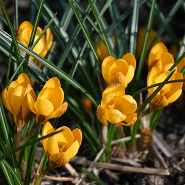 Crocus chrysanthus 'Dorothy' Crocus chrysanthus 'Dorothy'
