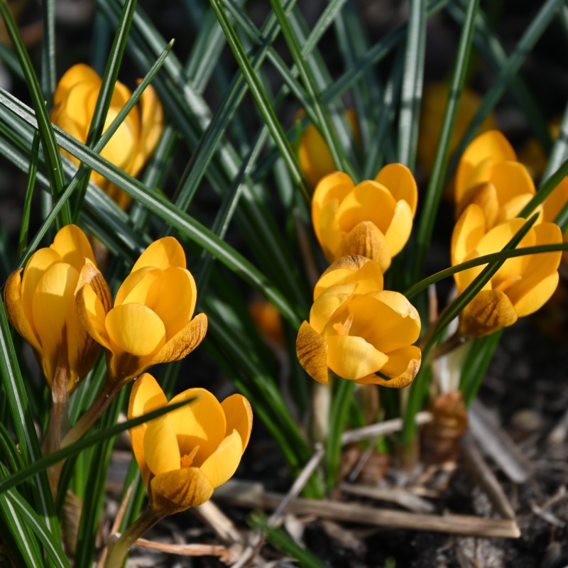 Crocus chrysanthus 'Dorothy' Crocus chrysanthus 'Dorothy'