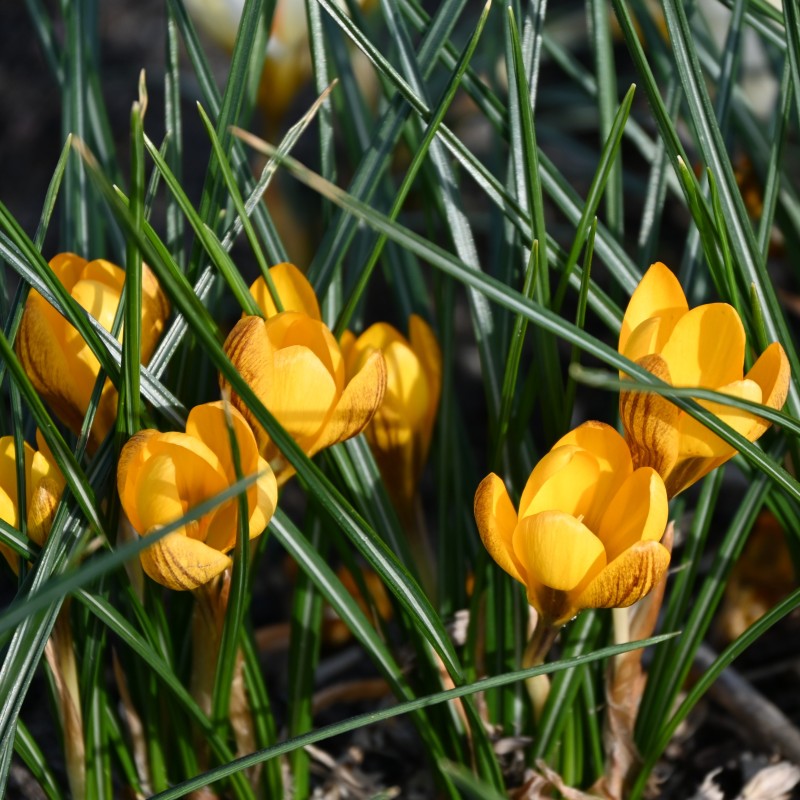 Crocus chrysanthus 'Dorothy' Crocus chrysanthus 'Dorothy'