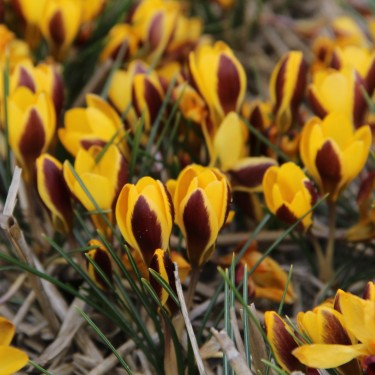Crocus chrysanthus 'Elegance' Crocus chrysanthus 'Elegance'