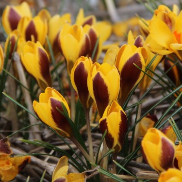 Crocus chrysanthus 'Elegance'