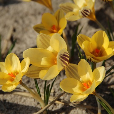 Crocus chrysanthus 'Gipsy Girl' Crocus chrysanthus 'Gipsy Girl'