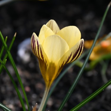 Crocus chrysanthus 'Gipsy Girl' Crocus chrysanthus 'Gipsy Girl'