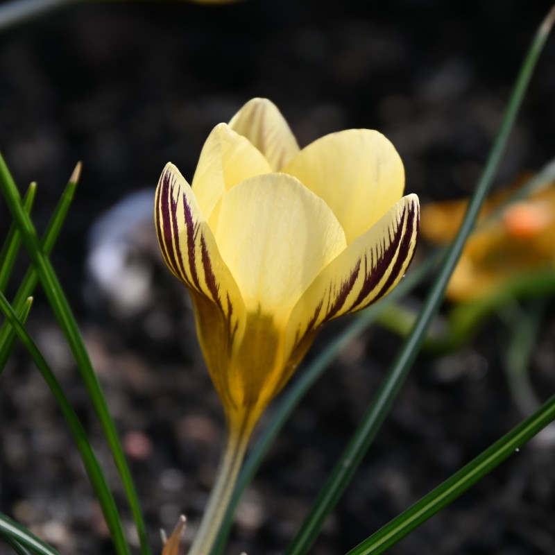 Crocus chrysanthus 'Gipsy Girl' Crocus chrysanthus 'Gipsy Girl'