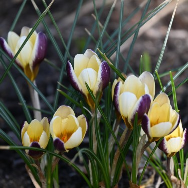Crocus chrysanthus 'Herald' Crocus chrysanthus 'Herald'