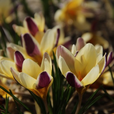 Crocus chrysanthus 'Herald' Crocus chrysanthus 'Herald'