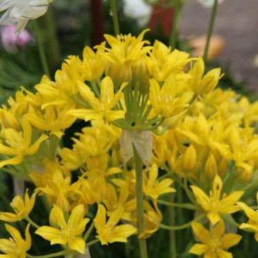 Allium moly 'Jeannine'
