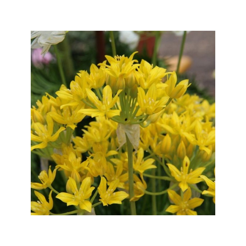 Allium moly 'Jeannine' Allium moly 'Jeannine'