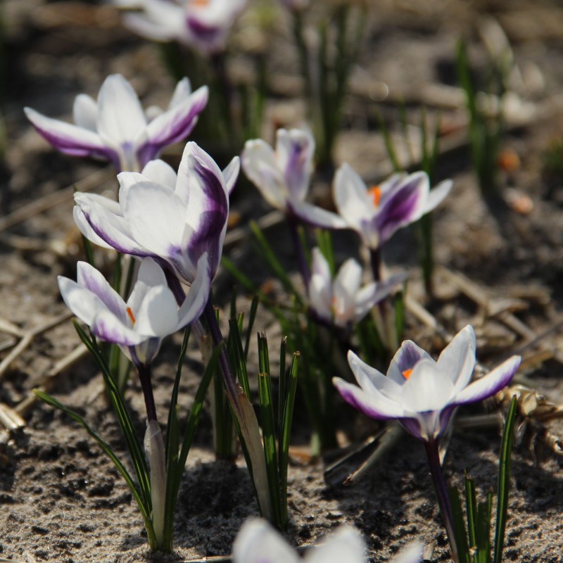 Crocus chrysanthus 'Ladykiller' Crocus chrysanthus 'Ladykiller'