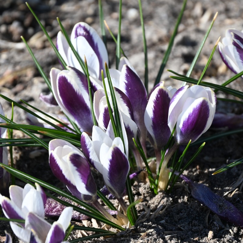 Crocus chrysanthus 'Panda' Crocus chrysanthus 'Panda'