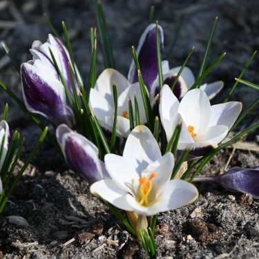 Crocus chrysanthus 'Panda' Crocus chrysanthus 'Panda'