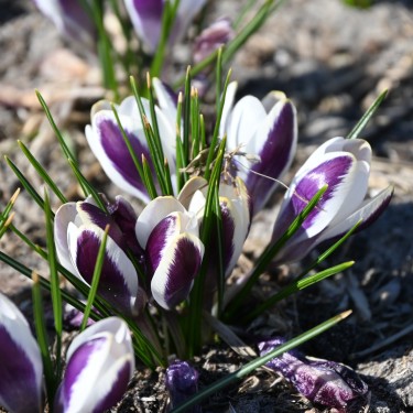 Crocus chrysanthus 'Panda' Crocus chrysanthus 'Panda'
