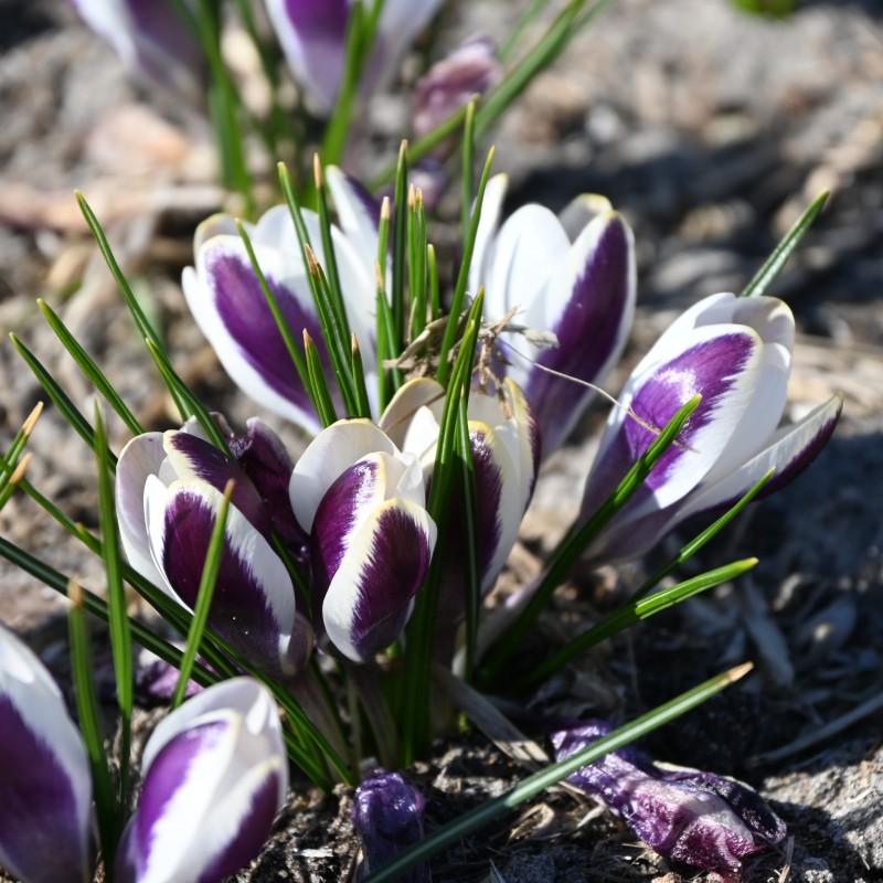 Crocus chrysanthus 'Panda' Crocus chrysanthus 'Panda'