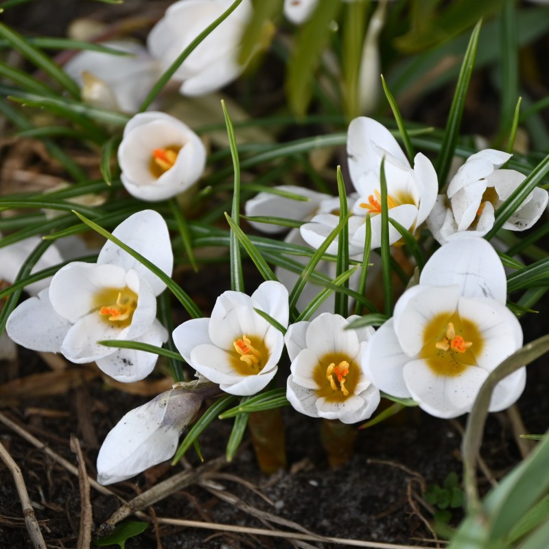 Crocus chrysanthus 'Polar Bear' Crocus chrysanthus 'Polar Bear'