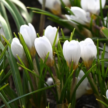Crocus chrysanthus 'Polar Bear' Crocus chrysanthus 'Polar Bear'