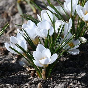 Crocus chrysanthus 'Polar Bear' Crocus chrysanthus 'Polar Bear'