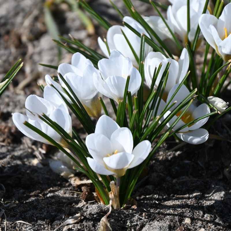 Crocus chrysanthus 'Polar Bear' Crocus chrysanthus 'Polar Bear'