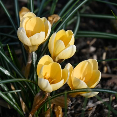 Crocus chrysanthus 'Romance' Crocus chrysanthus 'Romance'