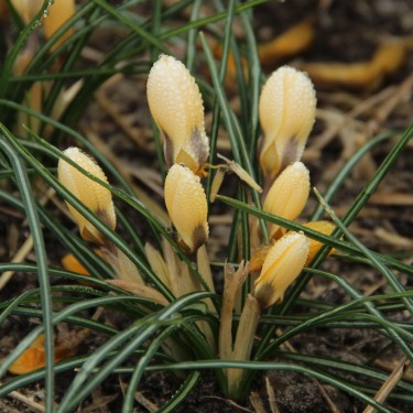 Crocus chrysanthus 'Romance' Crocus chrysanthus 'Romance'