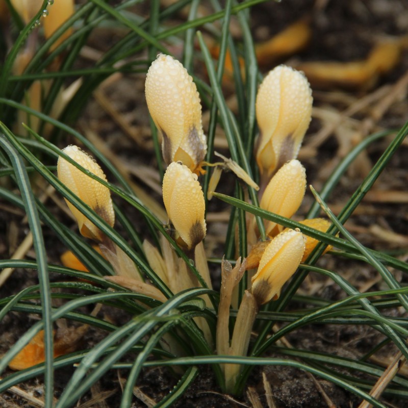 Crocus chrysanthus 'Romance' Crocus chrysanthus 'Romance'
