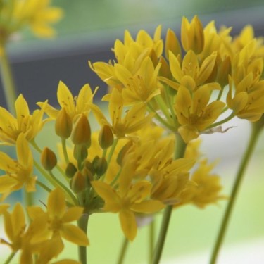 Allium moly 'Jeannine' Allium moly 'Jeannine'