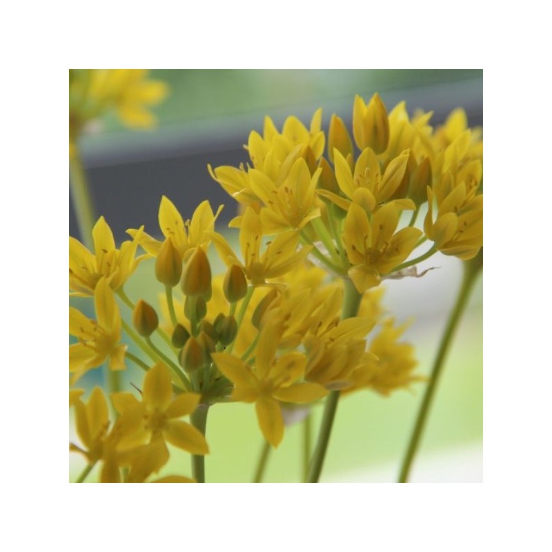 Allium moly 'Jeannine' Allium moly 'Jeannine'