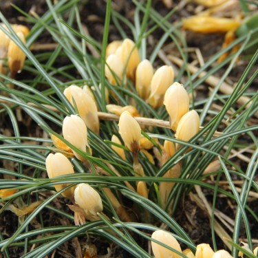 Crocus chrysanthus 'Romance' Crocus chrysanthus 'Romance'