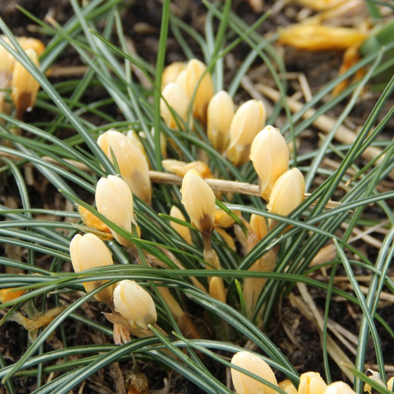 Crocus chrysanthus 'Romance' Crocus chrysanthus 'Romance'