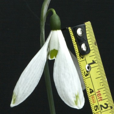 Galanthus 'Chantry Empress'
