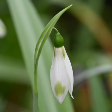 Galanthus 'Moya's Green'