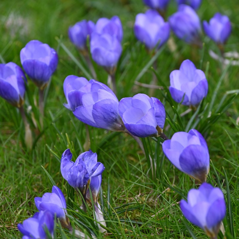 Crocus chrysanthus 'Zenith' Crocus chrysanthus 'Zenith'