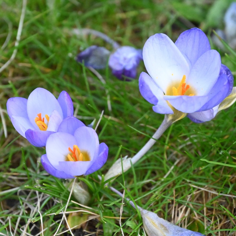 Crocus chrysanthus 'Zenith' Crocus chrysanthus 'Zenith'
