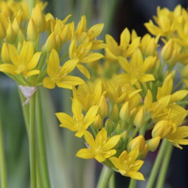 Allium moly 'Jeannine' Allium moly 'Jeannine'