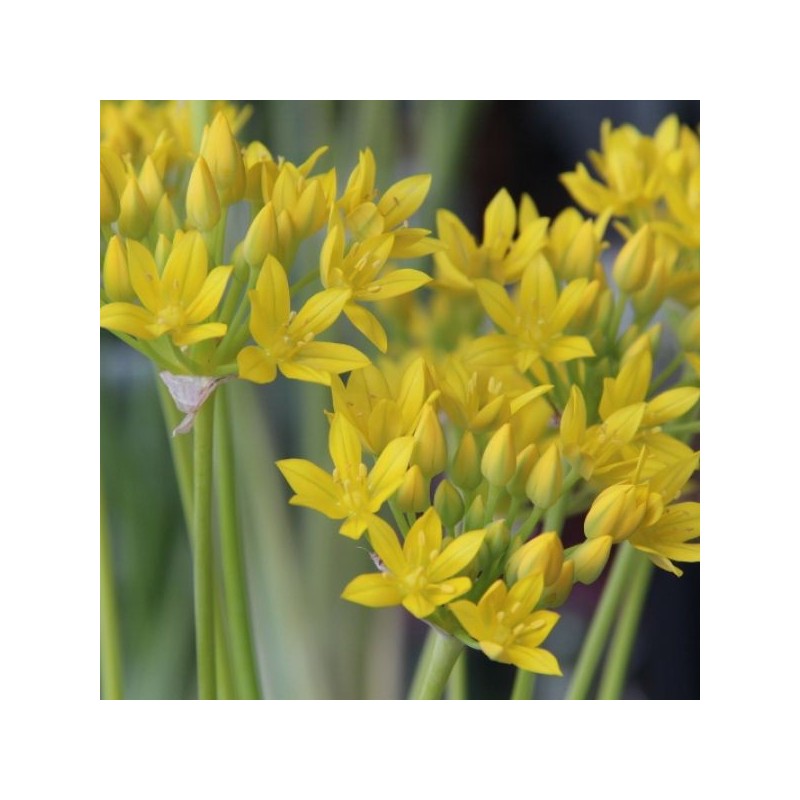 Allium moly 'Jeannine' Allium moly 'Jeannine'