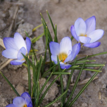 Crocus chrysanthus 'Zenith' Crocus chrysanthus 'Zenith'