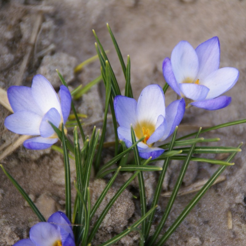 Crocus chrysanthus 'Zenith' Crocus chrysanthus 'Zenith'